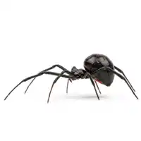 Aranhas