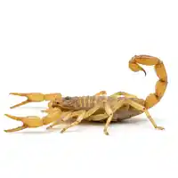 Escorpiões