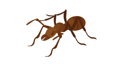 bioinsecte bioinsecte