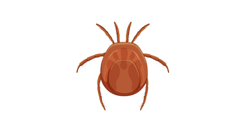 bioinsecte bioinsecte